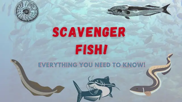 'Video thumbnail for Fish That Are Scavengers'