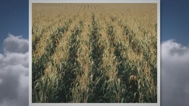 'Video thumbnail for El viento puede ser un aliado o un enemigo para los agricultores'