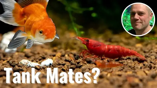 'Video thumbnail for Can Red Cherry Shrimp Live With Goldfish? WILL IT WORK OR WILL THE GOLDFISH EAT ALL THE SHRIMP???'