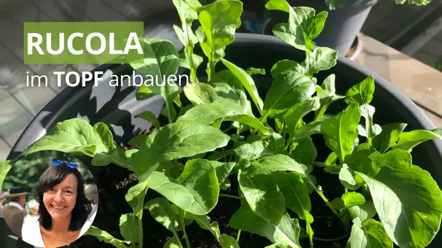 'Video thumbnail for Rucola im Topf anbauen - so geht’s von der Aussaat bis zur Ernte'