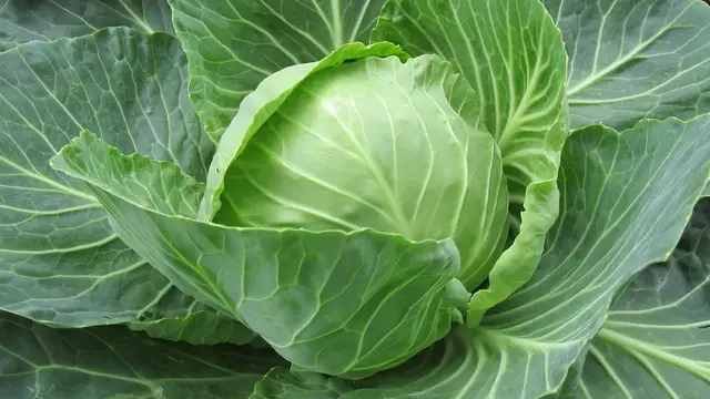 'Video thumbnail for How To Grow Cabbages At Home (Simple Guide)'