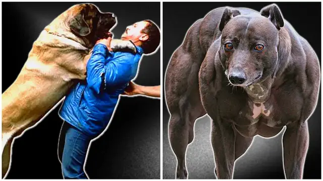'Video thumbnail for You Won't Believe How POWERFUL These Dog Breeds Are!'