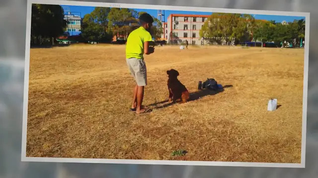 'Video thumbnail for My Dog Ate a Dead Bird: You Should Do This Immediately!'