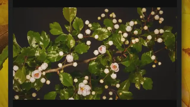 'Video thumbnail for How to Take Hawthorn Cuttings'