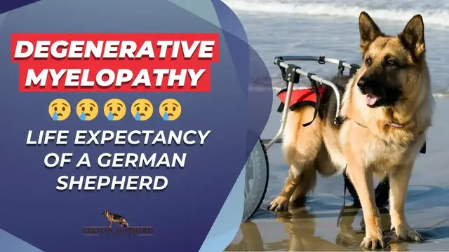 'Video thumbnail for Degenerative Myelopathy ➜ Life Expectancy of a German Shepherd with Degenerative Myelopathy'