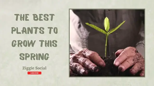 'Video thumbnail for The Best Plants To Grow This Spring'