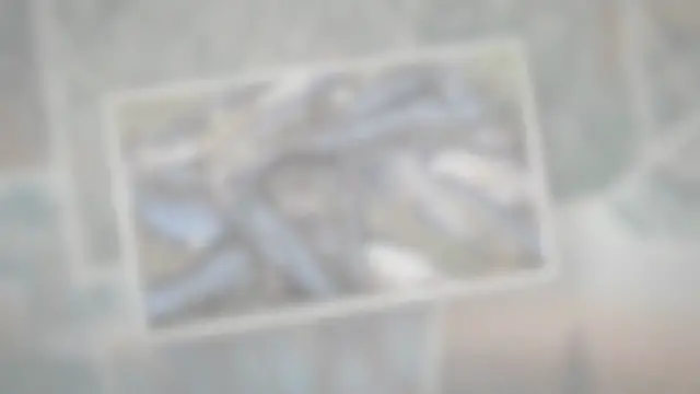 'Video thumbnail for Bullhead Fish – Best Bait For Bullhead Catfish - Beau Turner Youth Conservation Center'