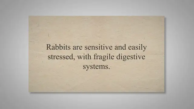 'Video thumbnail for Do Rabbits Die Easily? Rabbit Guide 2023'
