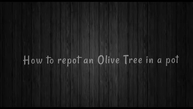 'Video thumbnail for How to Repot Olive Tree in Less Than 5 Minutes!'