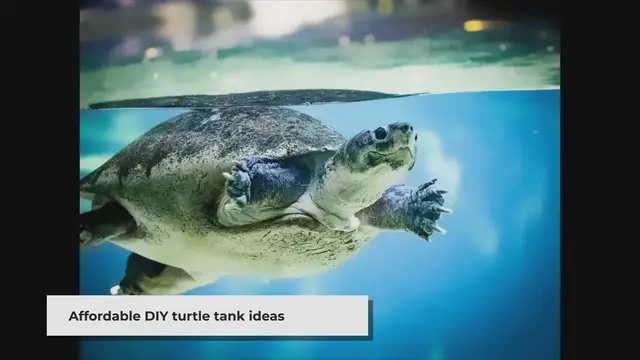 'Video thumbnail for DIY Turtle Tanks: Affordable & Creative Habitats'