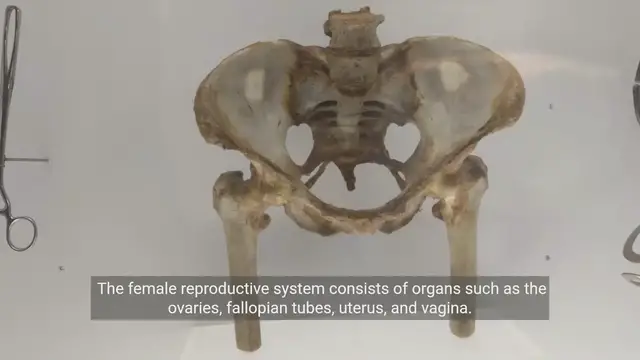 'Video thumbnail for Understanding the Female Reproductive System'