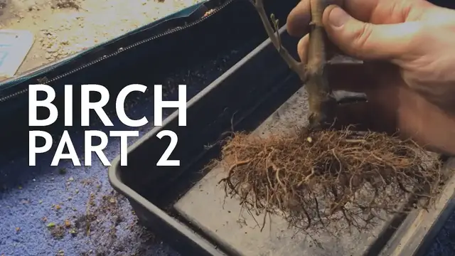 'Video thumbnail for Birch from the "Grow It" Bonsai Seed Kit, Part 2'