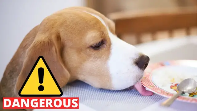'Video thumbnail for 10 Table Scraps that can KILL your Beagle!'