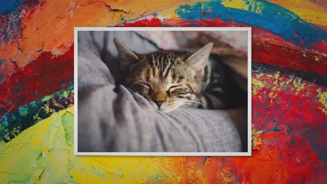 'Video thumbnail for Properly Petting Your Feline Friend'