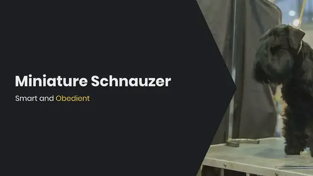 'Video thumbnail for Miniature Schnauzer'