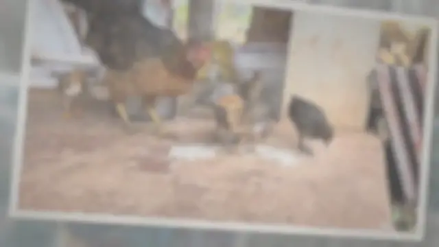'Video thumbnail for Can Chickens Eat Freeze-Dried Foods?'