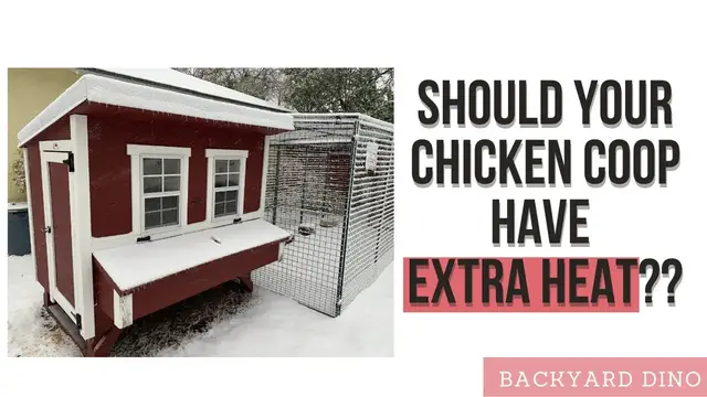 'Video thumbnail for Beginner's guide to keeping chickens warm during the winter'