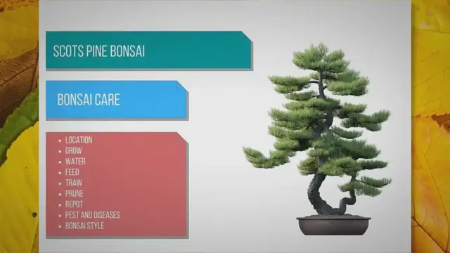 'Video thumbnail for Scots pine bonsai care'