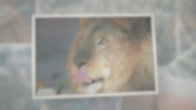 'Video thumbnail for Do Lions Eat Deer? (The Answer May Surprise You!)'