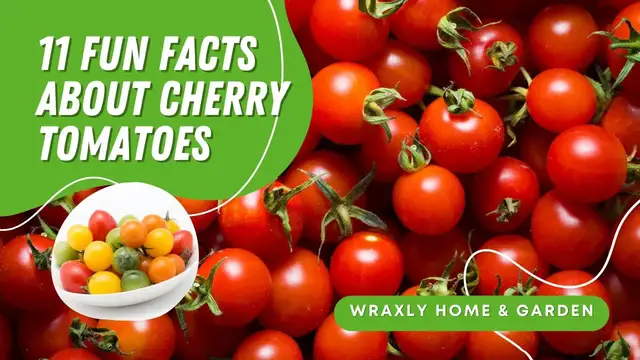 'Video thumbnail for 11 Fun Facts about Cherry Tomatoes'