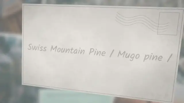 'Video thumbnail for Mugo pine bonsai care'