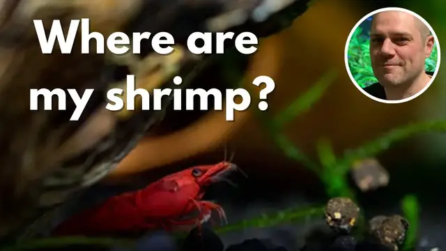 'Video thumbnail for Why Are My Red Cherry Shrimp Hiding? HOW CAN YOU PREVENT YOUR RED CHERRY SHRIMP HIDING ALL DAY LONG?'