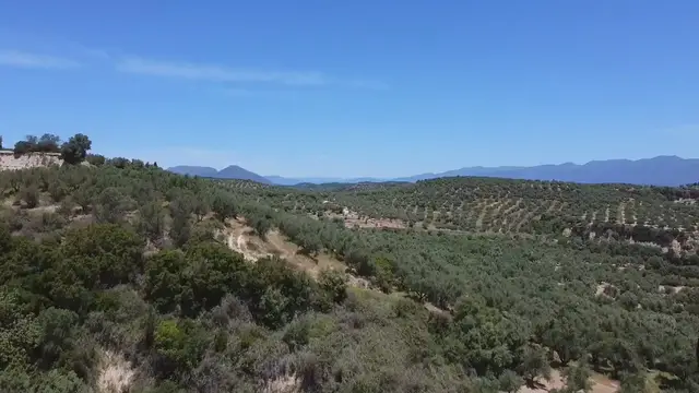 'Video thumbnail for Kalamata Olive Trees Fruiting Season'