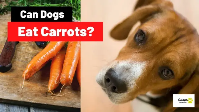 'Video thumbnail for Can Dogs Eat Carrots? Everything You Should Know'