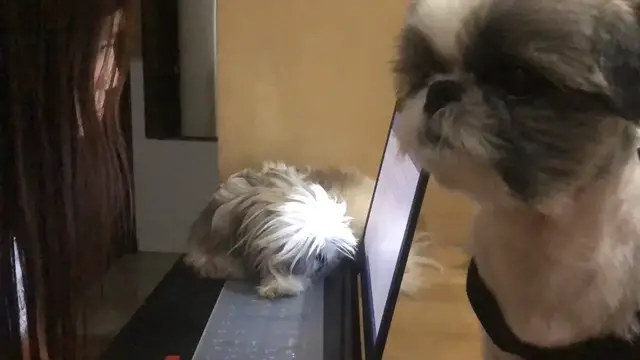 'Video thumbnail for Shih Tzu vs Owner: Who wins the Argument?'