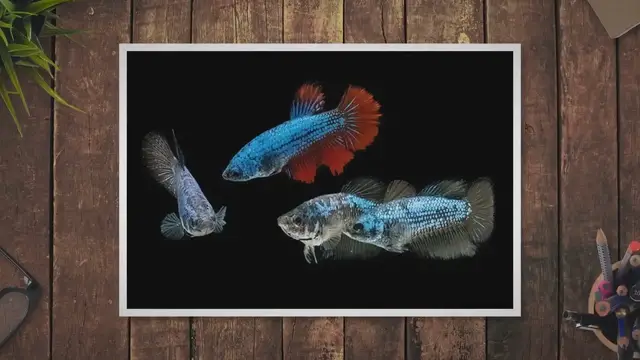 'Video thumbnail for How Long are Betta Fish Pregnant'