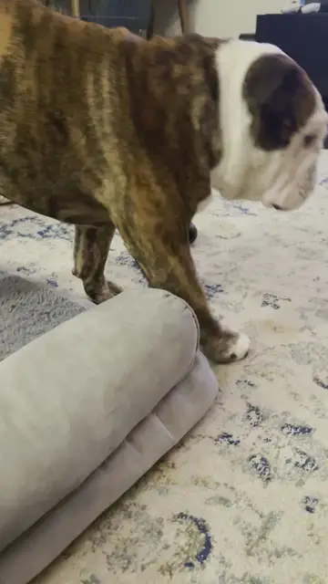 'Video thumbnail for English bulldog stretching'