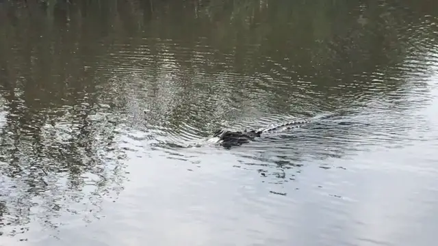 'Video thumbnail for Alligator Airboat Ride'