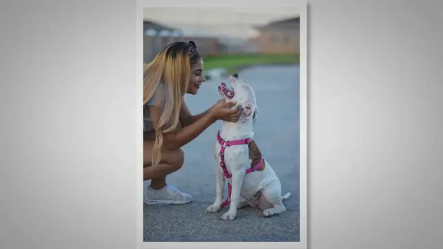 'Video thumbnail for American Bulldog Cropped Ears'