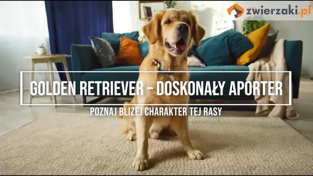 'Video thumbnail for Golden retriever – opis rasy. Wszystko o złotym aporterze!'