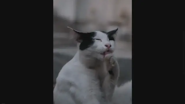 'Video thumbnail for Why Is Not A Good Idea To Share Peaches With Your Cat'