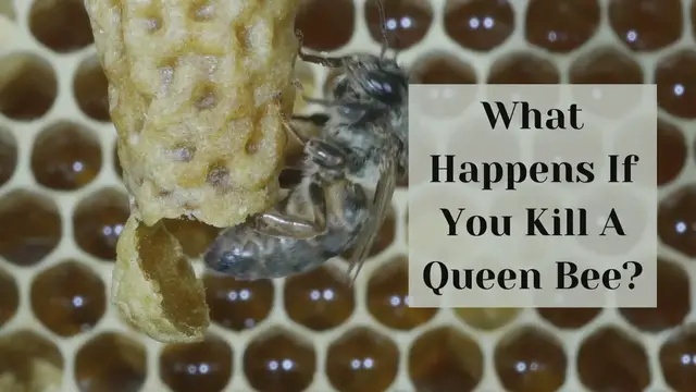 'Video thumbnail for What Happens If You Kill A Queen Bee?'