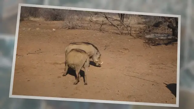 'Video thumbnail for What Do Warthogs Eat? A complete guide of 2022'