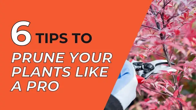 'Video thumbnail for 5 Tips to Help You Prune Your Plants Like a Pro'