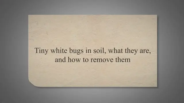 'Video thumbnail for Tiny white bugs in soil, what they are, and how to remove them'