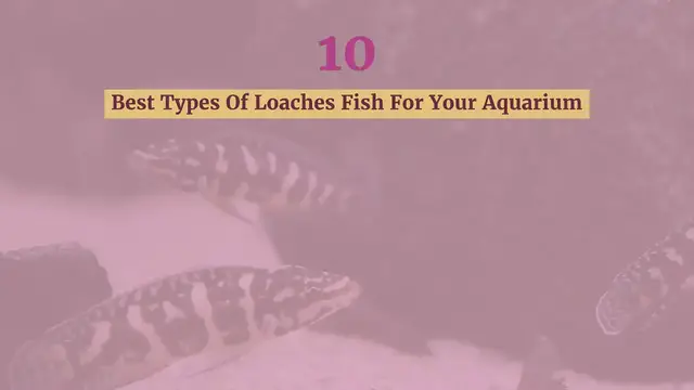 'Video thumbnail for 10 Best Types Of Loaches Fish For Your Aquarium'