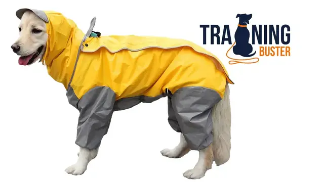'Video thumbnail for Best Raincoats for a Golden Retriever'