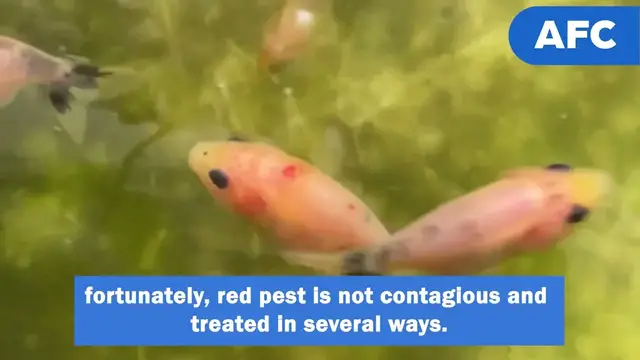 'Video thumbnail for Red Spots On Goldfish: Symptoms, Causes & Treatments'