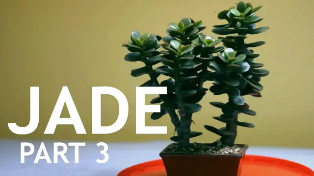 'Video thumbnail for Jade Bonsai, Part 3'