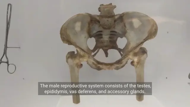 'Video thumbnail for Understanding the Male Reproductive System'
