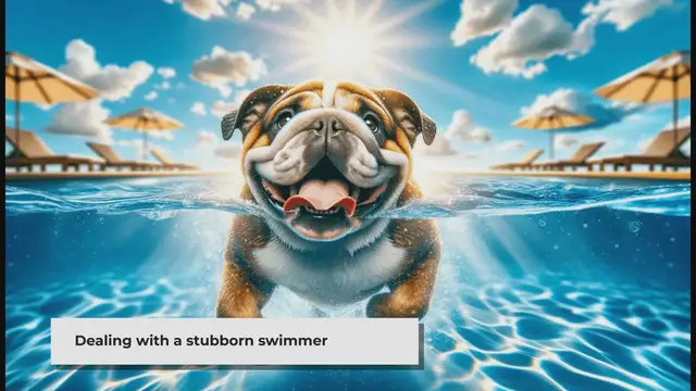 'Video thumbnail for Bulldog Won’t Get Out of Pool: Training and Tips'