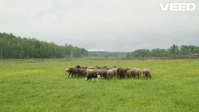 'Video thumbnail for Discover the Unique Traits of 340 Dog Breeds!'