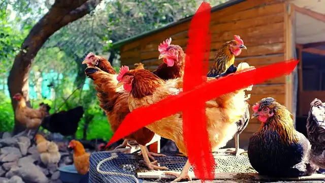 'Video thumbnail for Protéger sa Maison des POULES et autres mauvaises ENERGIES'