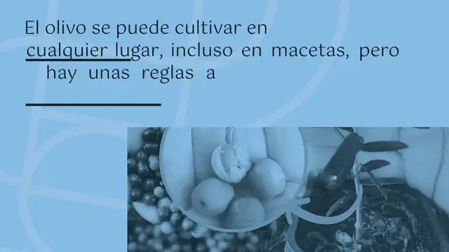 'Video thumbnail for Olivo en maceta, aquí tienes la técnica para cultivarlo en su mejor momento: fuerte y frondosa'