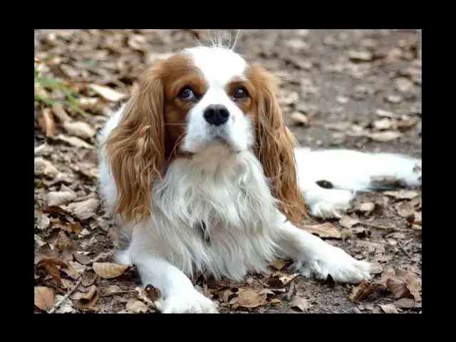 'Video thumbnail for Does Your Dog Need to Be Restrained in the Car? Here's What You Should Know!'