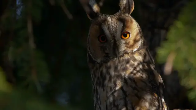 'Video thumbnail for Can AI Save Endangered Species? The Truth Behind the Tech'